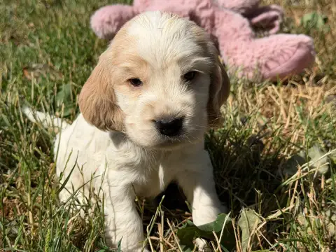 Cocker Spaniel Anglais  Chiot N°6 Du Moulin De Madjur df883