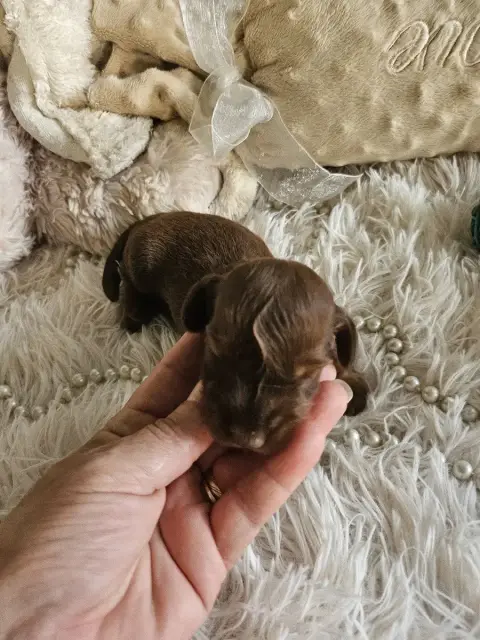 Teckel Poil Long  Chiot N°1 Du Hameau De Selcra