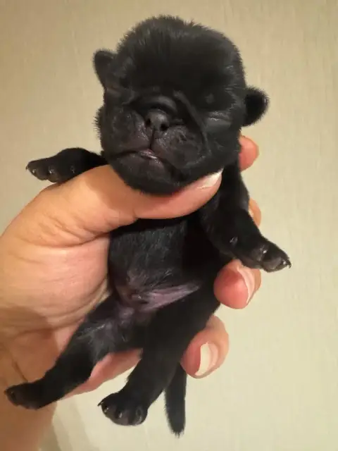 Adopter Carlin 
                        Chiot Mâle Collier Bl 2b4be