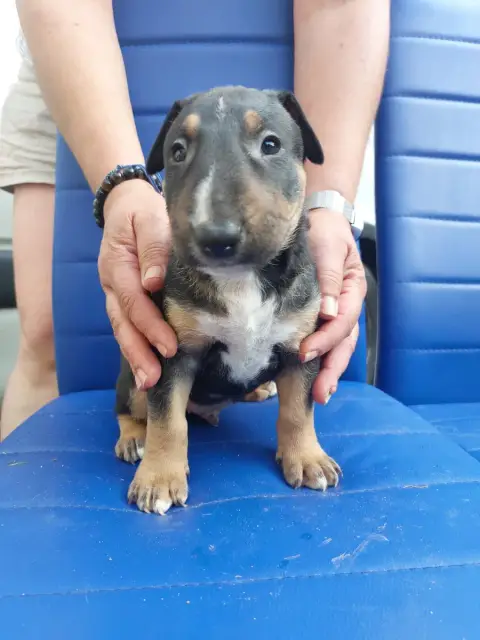 Bull Terrier  N5 Male Tricolore Moyen Modele D'Emilol bd5c2