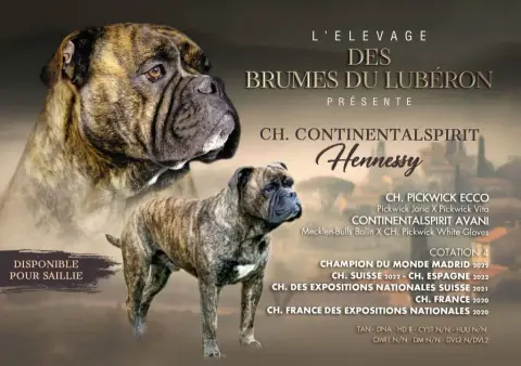 Bulldog Continental  Collier Marron Des Terres De Gro 698ce
