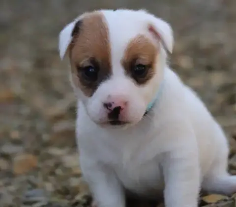 Jack Russell Terrier  Collier Bleu Ciel De La Lisardi 75c65
