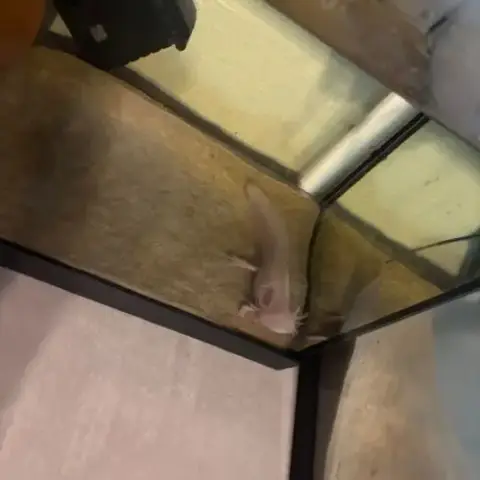 Axolotl Albinos