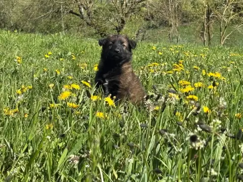 Berger Belge  Chiot 2 Du Royaume De B’Oxie