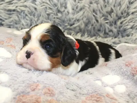 Cavalier King Charles Spaniel  Chiot N°2