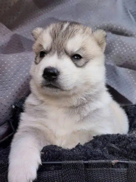 Siberian Husky photo 3