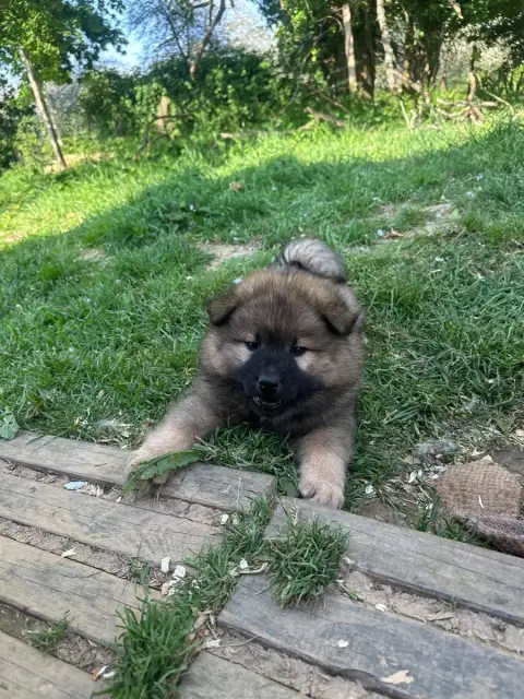 Eurasier  Babilone Des Ptites Pattes Du Bonheur