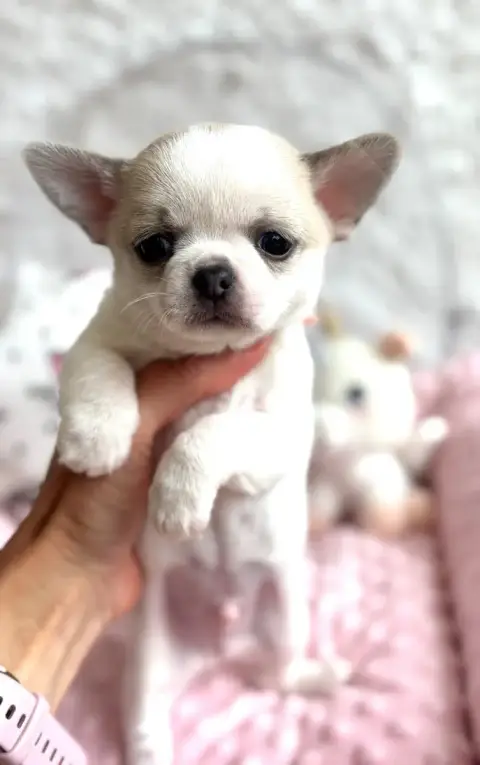 Chihuahua  Bellagio Of Aphrodite Childs photo 3
