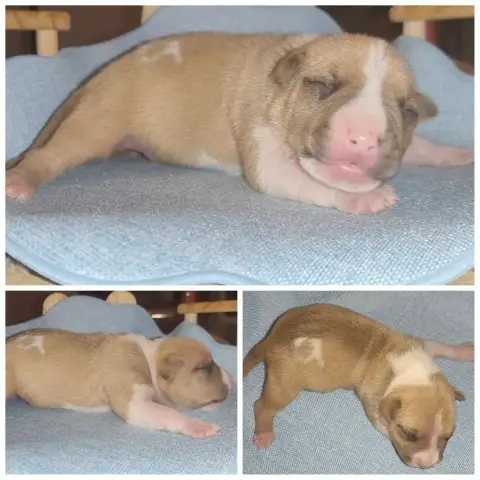 American Staffordshire Terrier  Bart photo 2