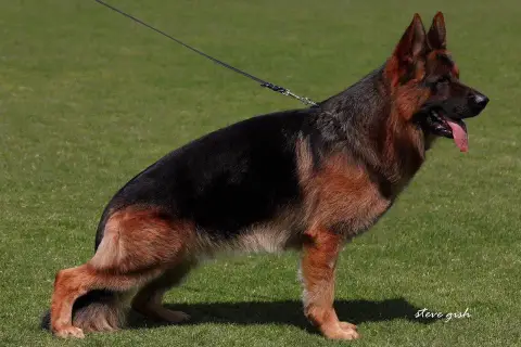 Berger Allemand photo 3