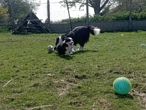 Border Collie  M2 De L'Eden Du Chêne Vert photo 2