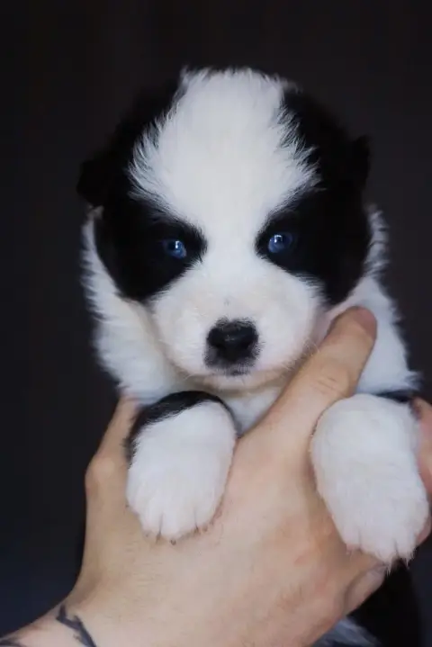 Laika De Iakoutie  Monsieur Bleu Winter Never Dies