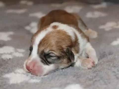 Welsh Corgi Pembroke  Chiot N°3 Du Clos D'Arlequin photo 2