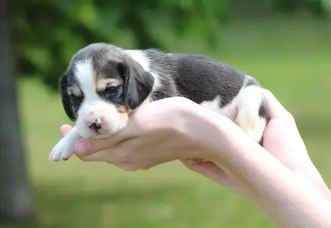 Beagle  Chiot 5 Des Crocs De Heurtevent