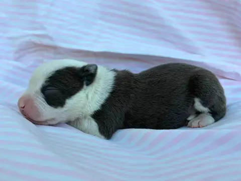 American Staffordshire Terrier  Chiot N°2 De La Taver 0f70b