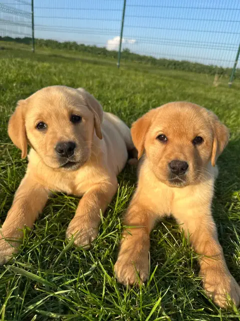 Labrador Retriever  Chiot N°1 Des Bonnes Beches