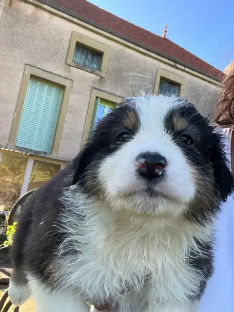 Berger Australien  Chiot N°5 Des Eclats De Quasar photo 2