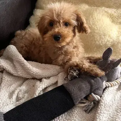 Maltipoo À Adopter