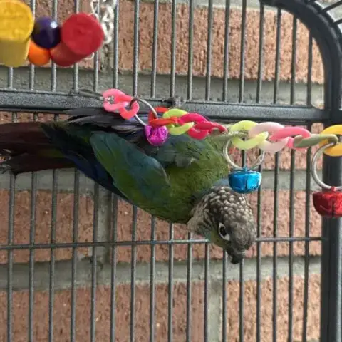 Perroquet Conure