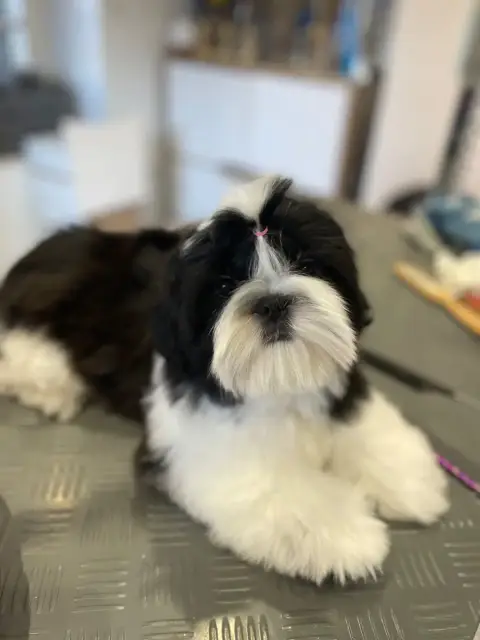 Shih Tzu  Aly Leen De La Nuit Etoilée De Méline photo 3