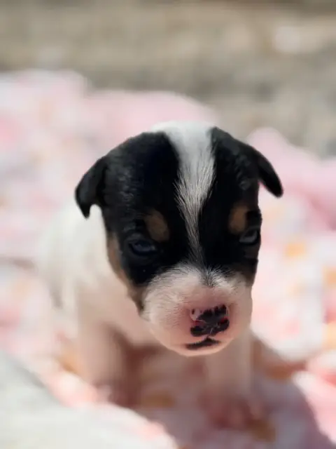 Jack Russell Terrier  Berlingo Des Niglots Du Gard photo 3