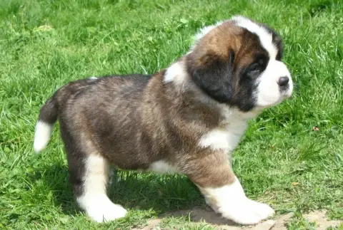 Chien Du Saint- photo 3