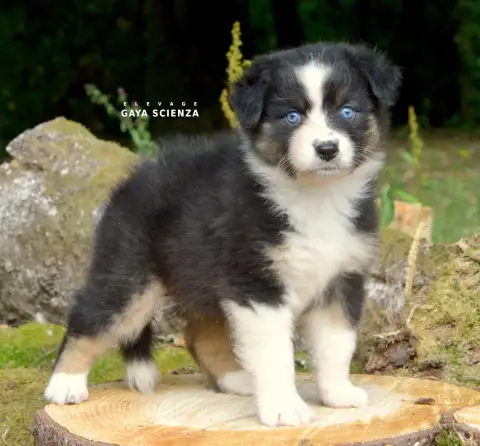 Berger Australien  Chiot N°6 Des Monts De La Gaya Sci 92c7c photo 3
