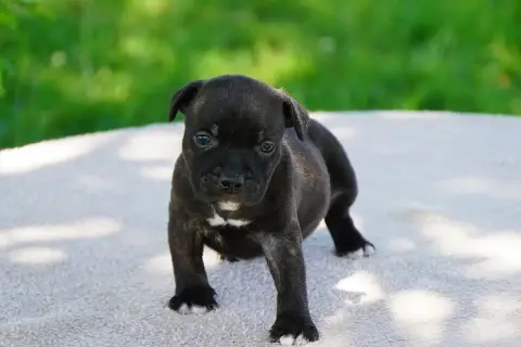 Staffordshire Bull Terrier  Chiot N°2 Forgiveness Ame a71a4 photo 3
