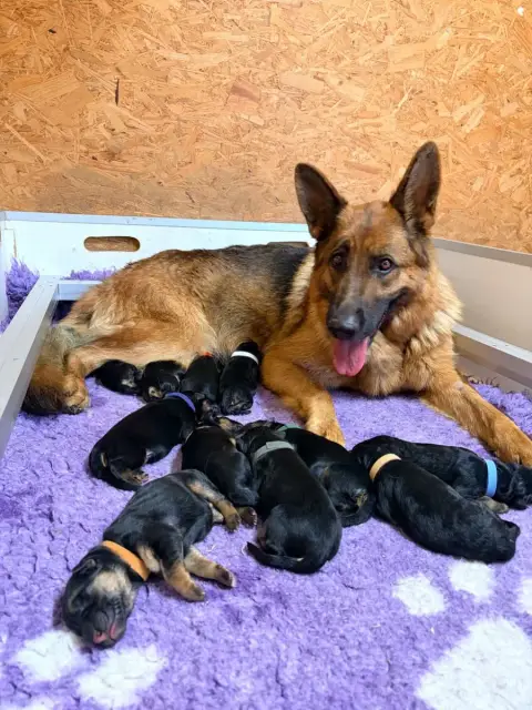 Berger Allemand  Chiot 7 Du Vent De Traverse