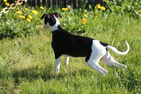 Whippet  Blackly Du Frison Impérial photo 3