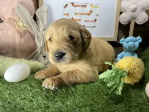 Golden Retriever  Chiot N°1 Des Étoiles De Woodcock 03ce3