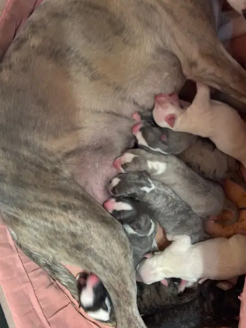 Whippet  Bouba Blue Du Cèdre Enchanté