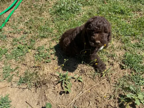 Adopter Lagotto Romagnolo 
                        Chiot N°4  efbba