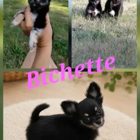 Chiots Chihuahua