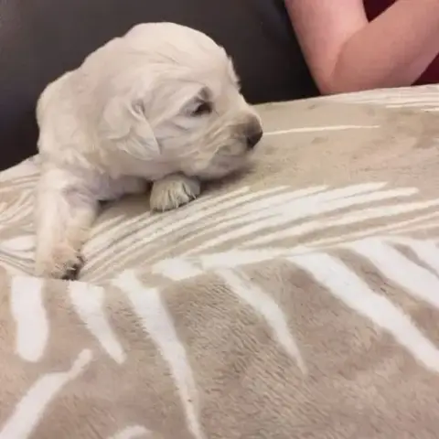 Chiot Golden Retriever Issu Parent Lof