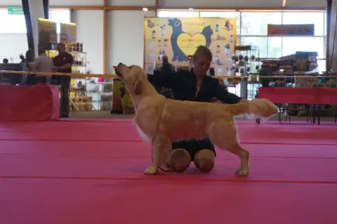 Golden Retriever  Chiot 4 De La Plaine Des Peupliers dd038