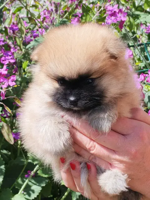 Spitz Allemand  Bo- photo 3