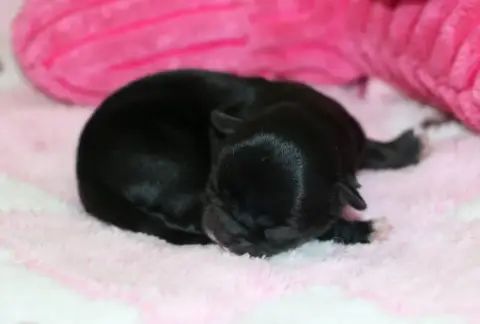 Chihuahua  Chiot N°3 Voxel Ux photo 2
