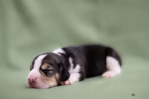 Beagle  Sans Collier Du Domaine D'Amandine