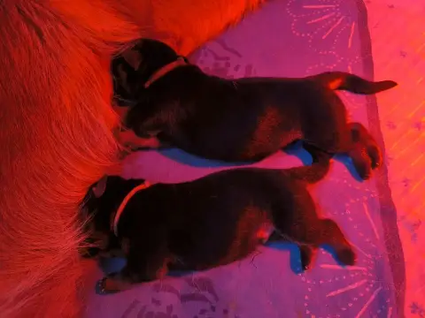 Berger Allemand  Chiot Ruban Marron Des Seigneurs Du  7f1dc