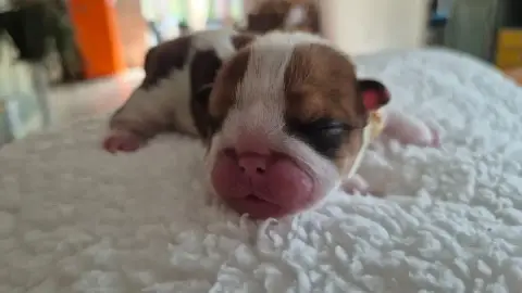 Bulldog Anglais  Blue Dynastie D'Apadoka