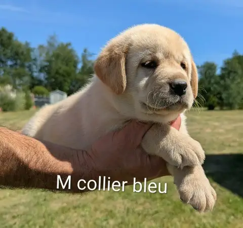 Labrador Retriever  Mâle Collier Bleu Du Domaine Char afee3