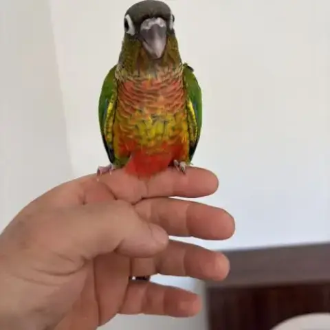Conure Molinae