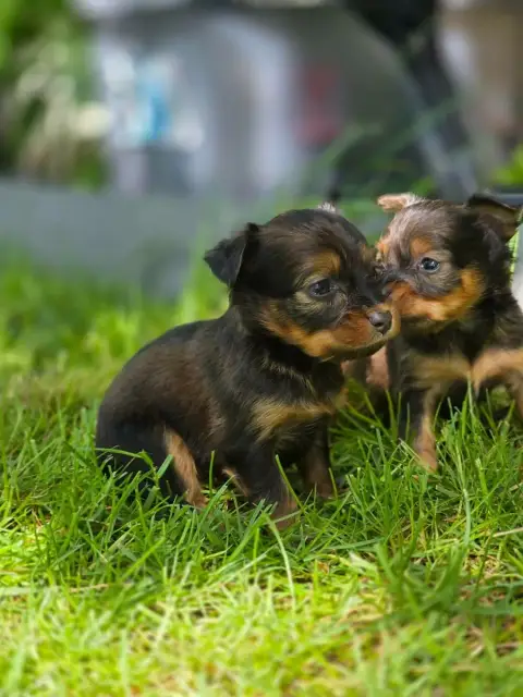Russkiy Toy (Petit Chien Russe)  Chiot N°3 Poupee Rus 83692