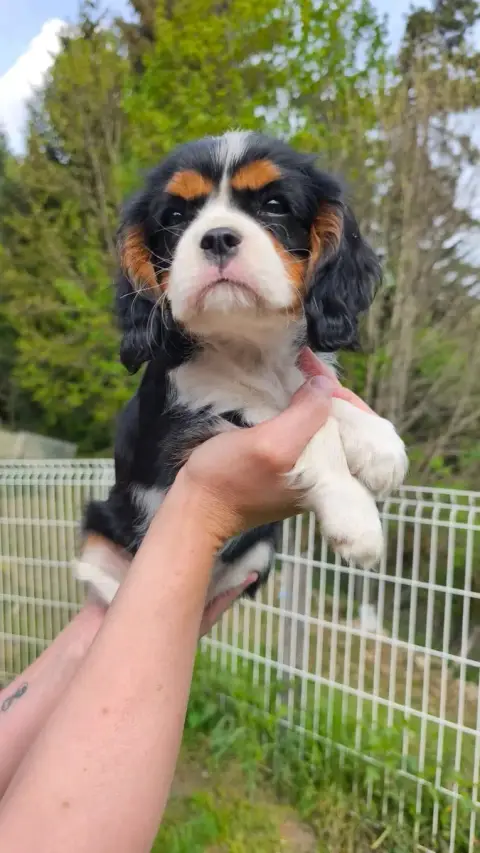 Cavalier King Charles Spaniel  Briska Des Pattes D'Ar 7a4ad photo 3