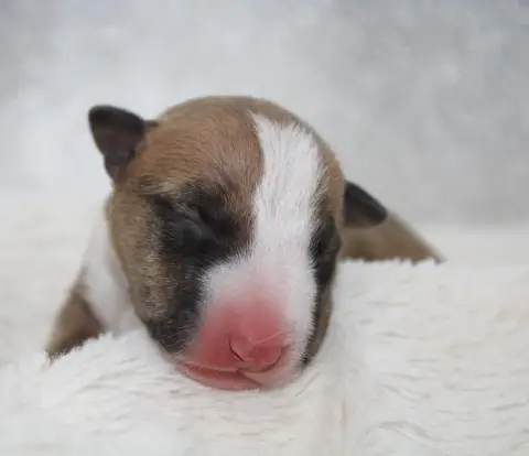Bull Terrier Miniature  Chiot N°1 De L'Eternel De Gay 6f8b0 photo 2
