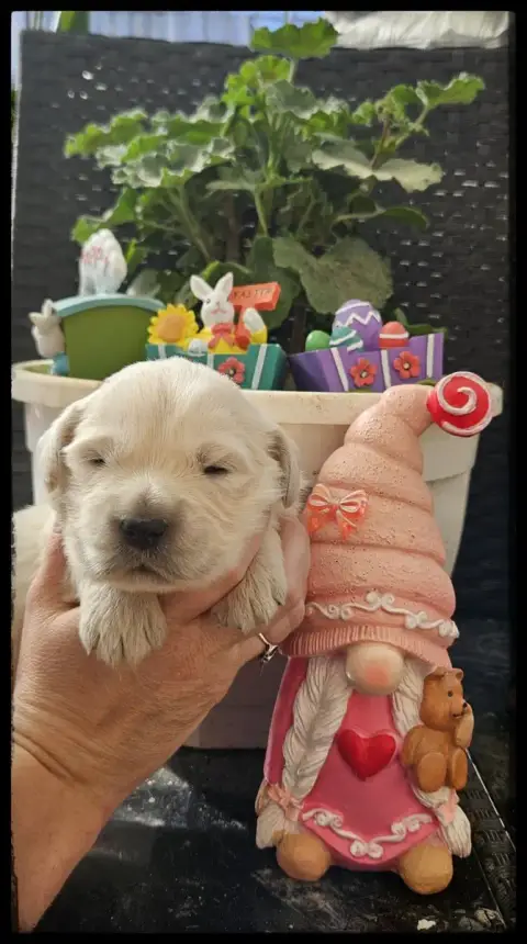 Golden Retriever  Chiot N°6 Du Diamant Des Neiges