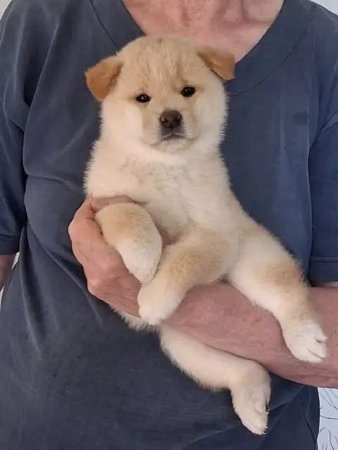 Shiba  Chiot N°1 Allaikha'S photo 2