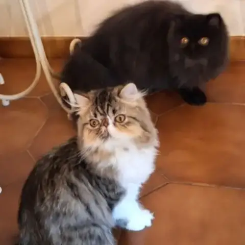 Chatons Persan Disponibles De Suite