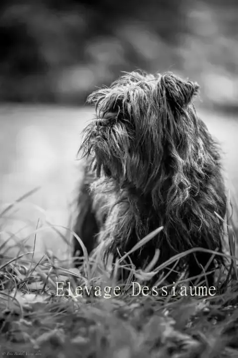 Affenpinscher  Buzz L'Éclair Sweet Folie'S Ironic Mon 7a3d9 photo 2
